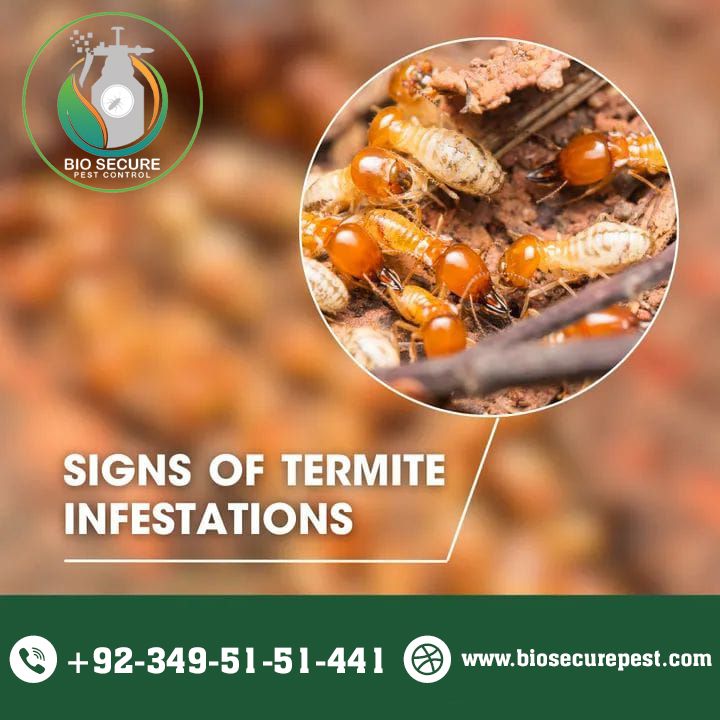 Termite Control Services by Professionals in Islamabad