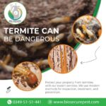 Termite Control Services in Gulshan-e-Iqbal Karachi